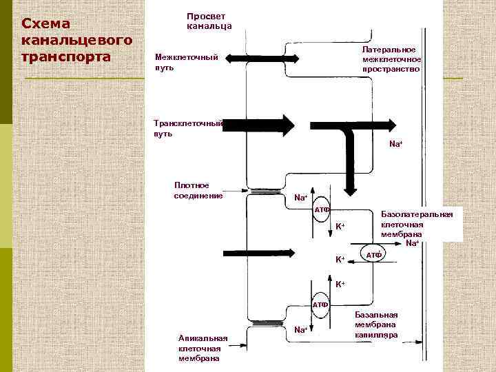 Схема канальцевого транспорта Просвет канальца Латеральное межклеточное пространство Межклеточный путь Трансклеточный путь Na+ Плотное