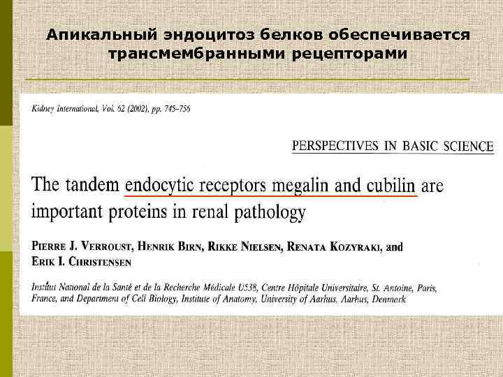 Апикальный эндоцитоз белков обеспечивается трансмембранными рецепторами 
