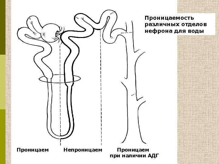 Проницаемость различных отделов нефрона для воды Проницаем Непроницаем Проницаем при наличии АДГ 