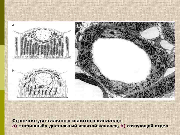 a b Строение дистального извитого канальца a) «истинный» дистальный извитой каналец, b) связующий отдел