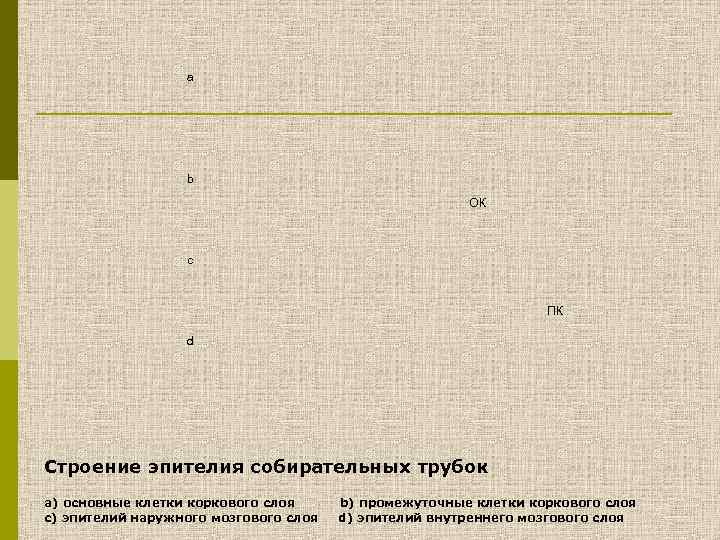 a b ОК c ПК d Строение эпителия собирательных трубок a) основные клетки коркового