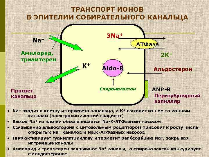 ТРАНСПОРТ ИОНОВ В ЭПИТЕЛИИ СОБИРАТЕЛЬНОГО КАНАЛЬЦА 3 Na+ Амилорид, триамтерен Просвет канальца АТФаза 2