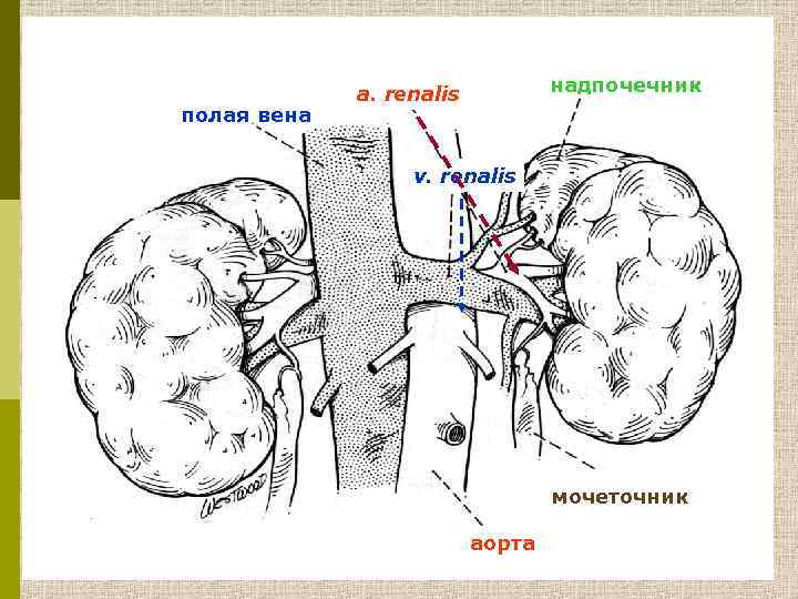 полая вена надпочечник a. renalis v. renalis мочеточник аорта 