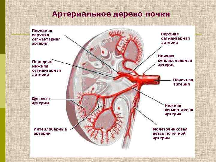 Сегменты почки схема