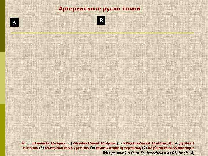 Артериальное русло почки А В А: (1) почечная артерия, (2) сегментарные артерии, (3) междольковые