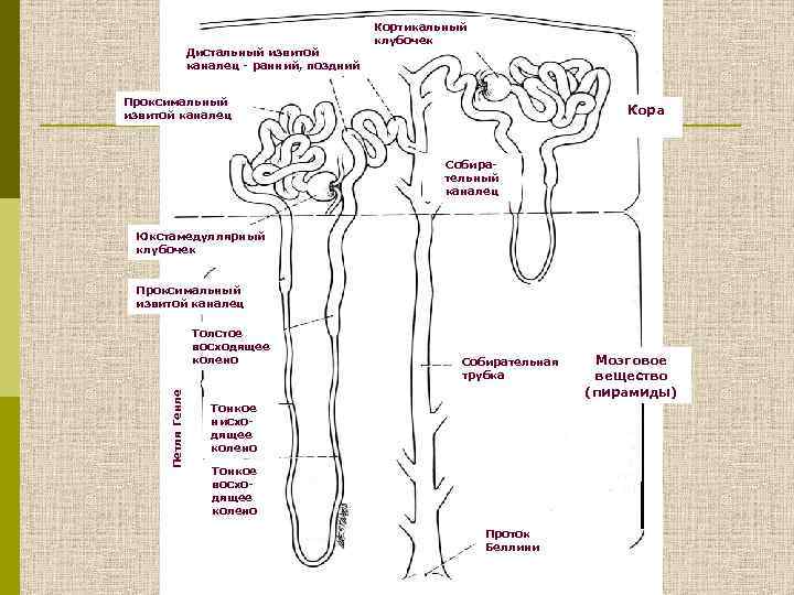 Дистальный извитой каналец - ранний, поздний Кортикальный клубочек Проксимальный извитой каналец Кора Собирательный каналец