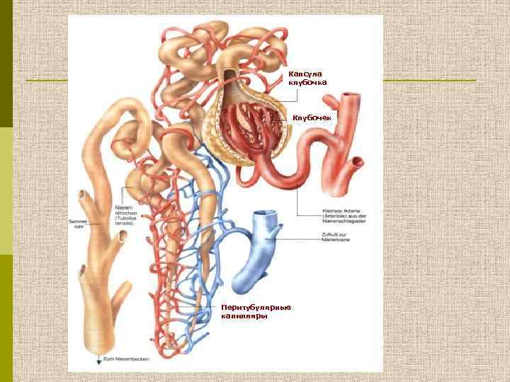Капсула клубочка Клубочек Перитубулярные капилляры 