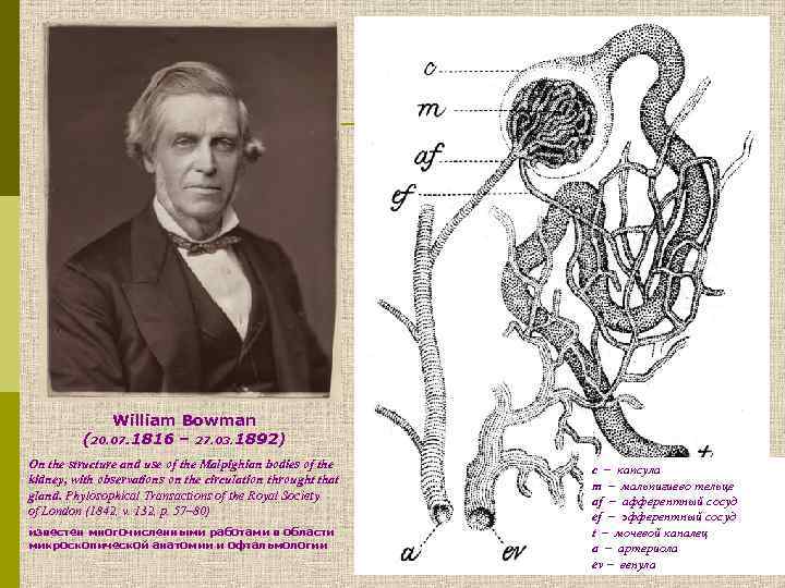 William Bowman (20. 07. 1816 – 27. 03. 1892) On the structure and use