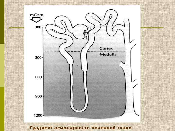 Градиент осмолярности почечной ткани 