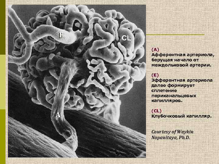 Е CL (А) Афферентная артериола, берущая начало от междольковой артерии. (Е) Эфферентная артериола далее