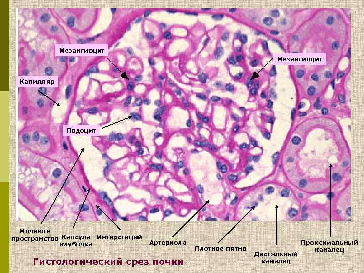 Мезангиоцит Капилляр Подоцит Мочевое пространство Капсула Интерстиций клубочка Артериола Гистологический срез почки Плотное пятно