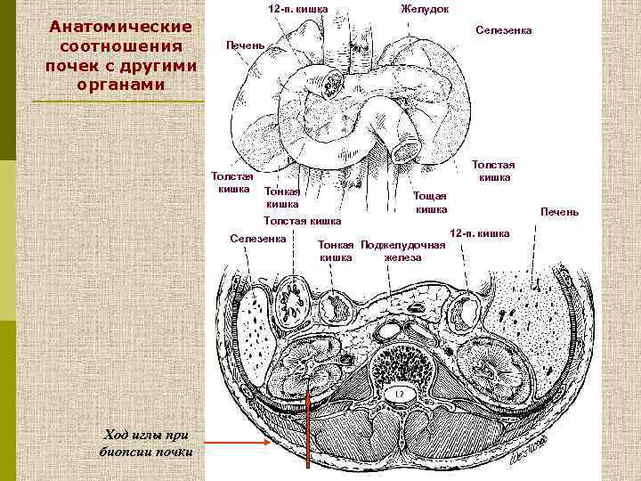 12 -п. кишка Анатомические соотношения почек с другими органами Селезенка Печень Толстая кишка Тонкая