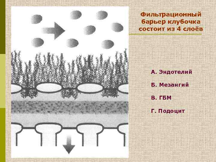 Фильтрационный барьер клубочка состоит из 4 слоёв А. Эндотелий Б. Мезангий В. ГБМ Г.