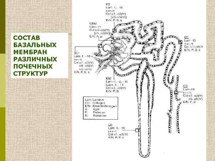 СОСТАВ БАЗАЛЬНЫХ МЕМБРАН РАЗЛИЧНЫХ ПОЧЕЧНЫХ СТРУКТУР 