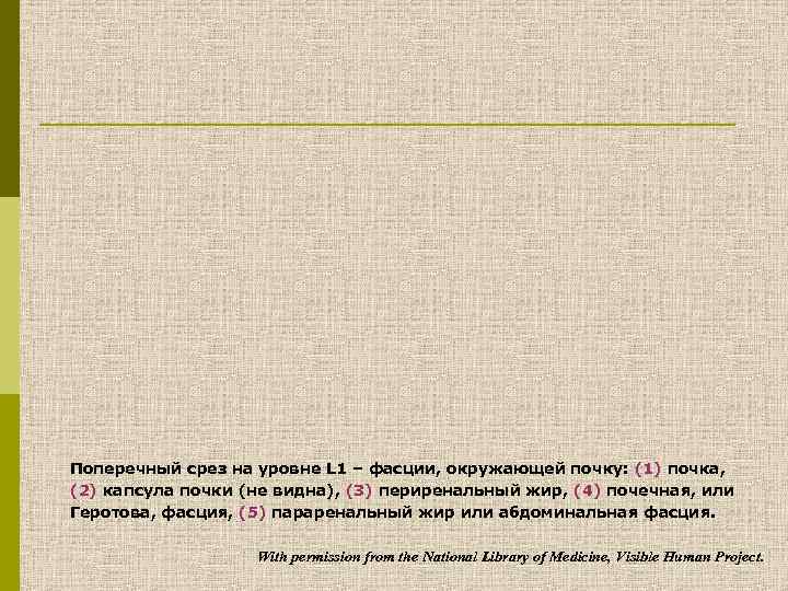 Поперечный срез на уровне L 1 – фасции, окружающей почку: (1) почка, (2) капсула