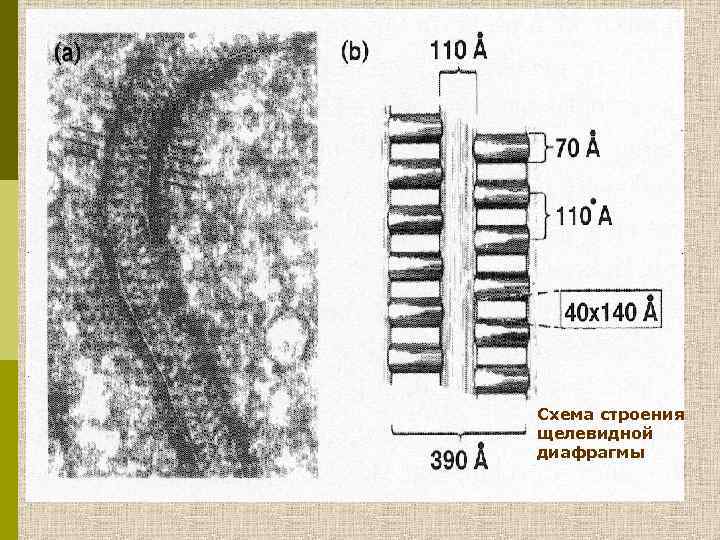 Схема строения щелевидной диафрагмы 