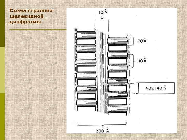 Схема строения щелевидной диафрагмы 