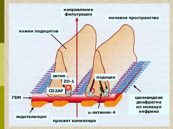 направление фильтрации мочевое пространство ножки подоцитов актин ZO-1 подоцин CD 2 AP ГБМ эндотелиоцит