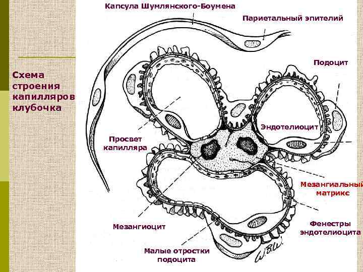 Капсула Шумлянского-Боумена Париетальный эпителий Подоцит Схема строения капилляров клубочка Эндотелиоцит Просвет капилляра Мезангиальный матрикс