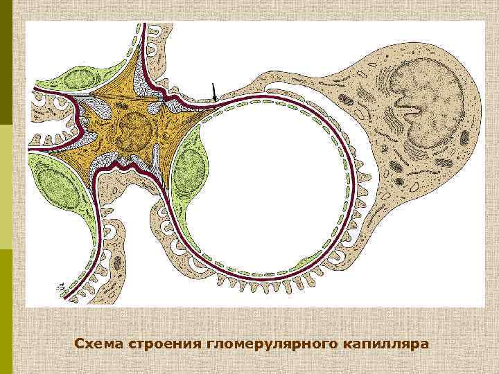 Схема строения гломерулярного капилляра 