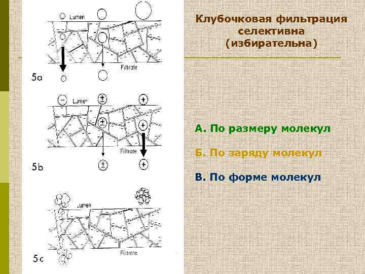 Клубочковая фильтрация селективна (избирательна) А. По размеру молекул Б. По заряду молекул В. По