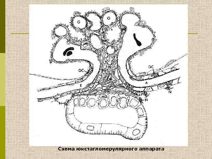 Схема юкстагломерулярного аппарата 