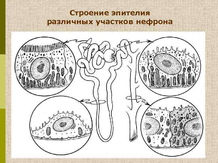 Строение эпителия различных участков нефрона 