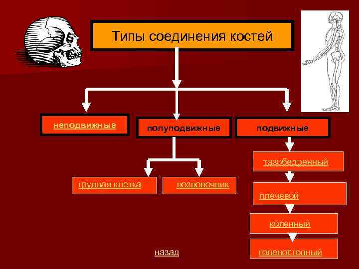 Типы соединения костей неподвижные полуподвижные тазобедренный грудная клетка позвоночник плечевой коленный назад голеностопный 