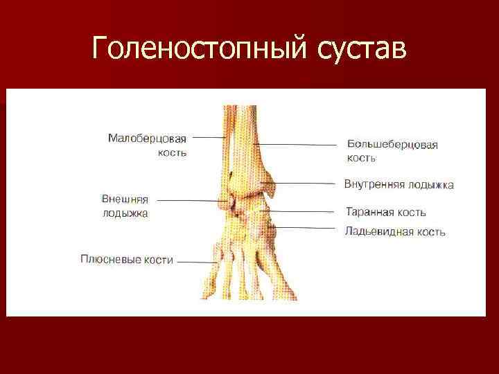 Голеностопный сустав 