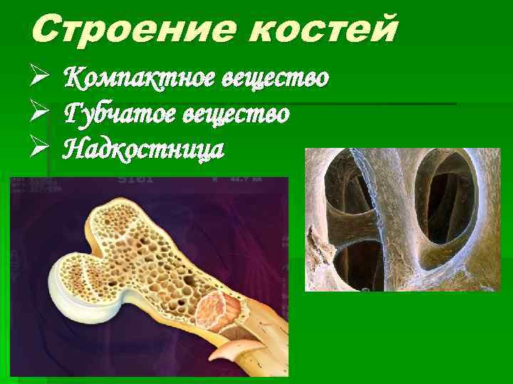 Строение костей Ø Компактное вещество Ø Губчатое вещество Ø Надкостница 
