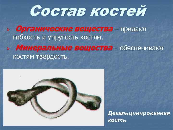 Состав костей Ø Ø Органические вещества – придают гибкость и упругость костям. Минеральные вещества