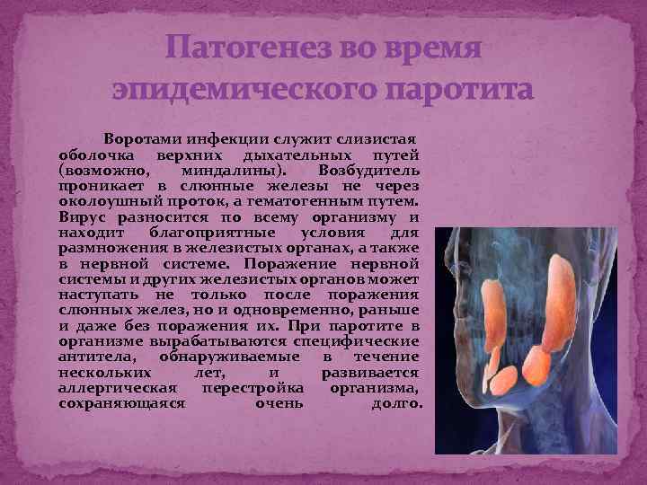 Патогенез во время эпидемического паротита Воротами инфекции служит слизистая оболочка верхних дыхательных путей (возможно,