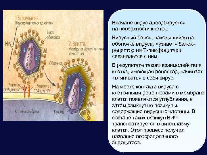 Вначале вирус адсорбируется на поверхности клеток. Вирусный белок, находящийся на оболочке вируса, «узнает» белок–