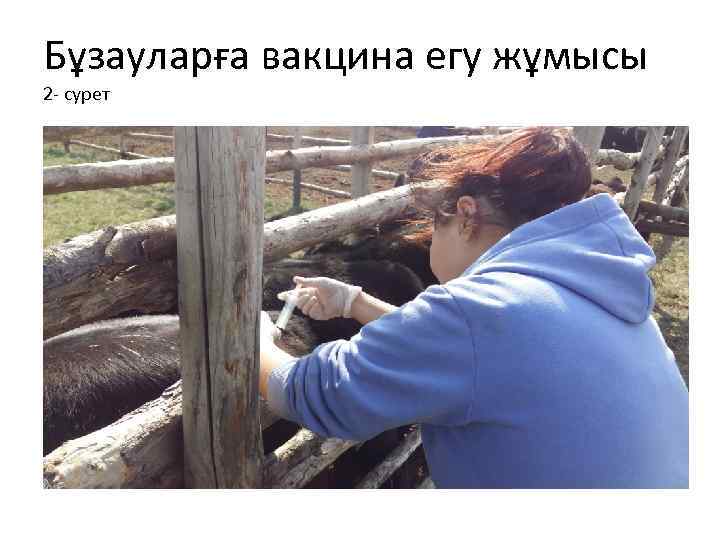 Бұзауларға вакцина егу жұмысы 2 - сурет 