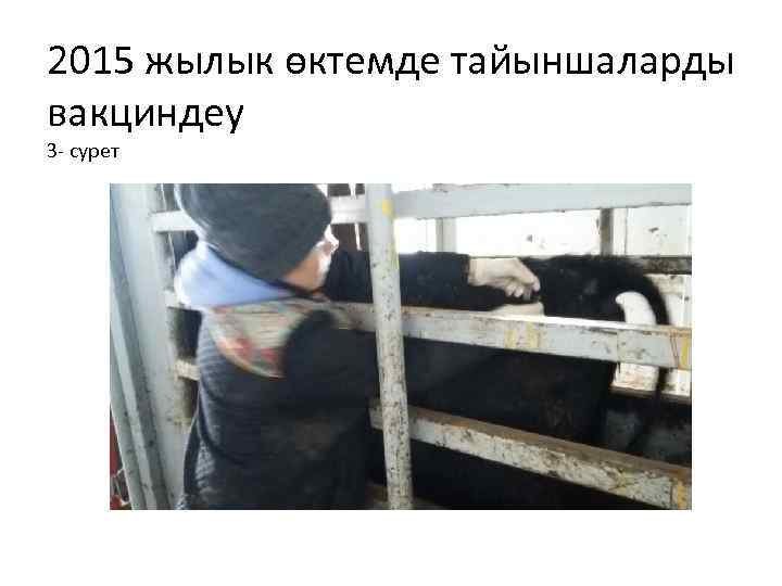 2015 жылык өктемде тайыншаларды вакциндеу 3 - сурет 