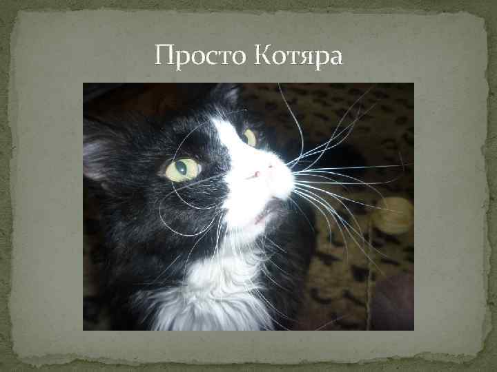 Просто Котяра 