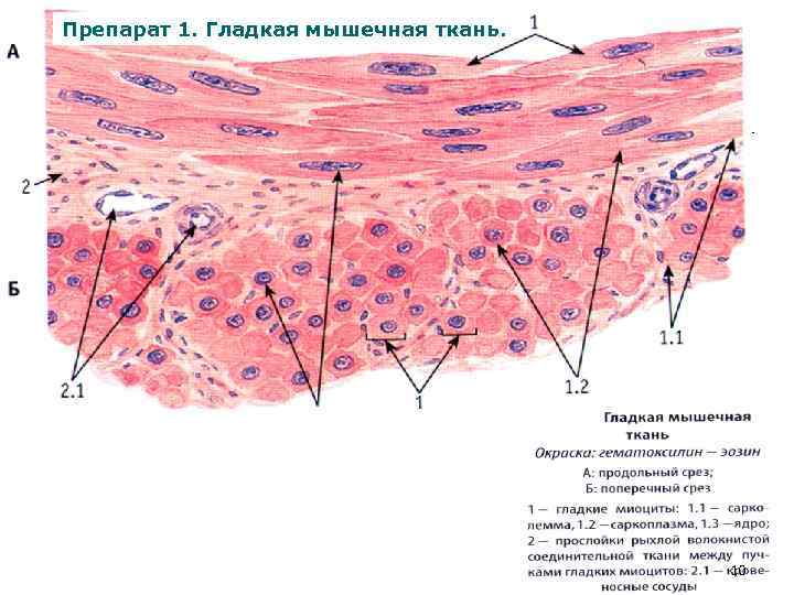 Гладкая мышечная ткань мочевого пузыря