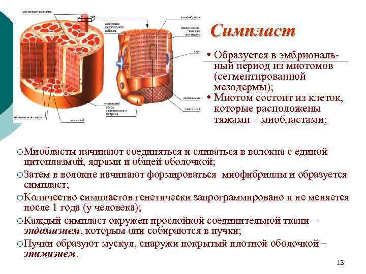 Симпласт • Образуется в эмбриональный период из миотомов (сегментированной мезодермы); • Миотом состоит из