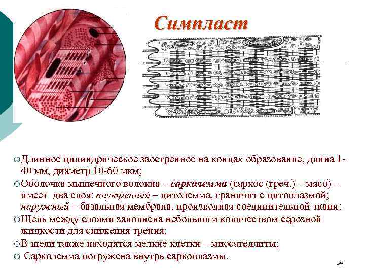 Симпласт ¡ Длинное цилиндрическое заостренное на концах образование, длина 140 мм, диаметр 10 -60