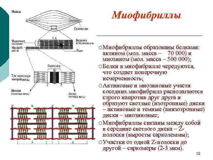 Миофибриллы ¡ Миофибриллы образованы белками: актином (мол. масса – 70 000) и миозином (мол.