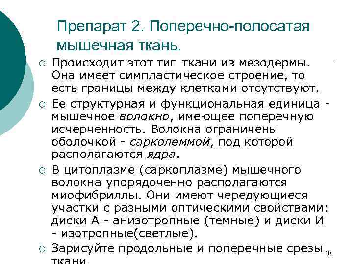 Препарат 2. Поперечно-полосатая мышечная ткань. ¡ ¡ Происходит этот тип ткани из мезодермы. Она