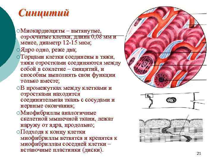 Синцитий ¡ Миокардиоциты – вытянутые, отросчатые клетки, длина 0, 08 мм и менее, диаметр