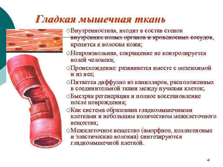 Гладкие мышцы выполняют функции. Гладкая ткань. Гладкие мышцы. Гладкая мышечная ткань строение. Из чего состоит гладкая мышечная ткань.