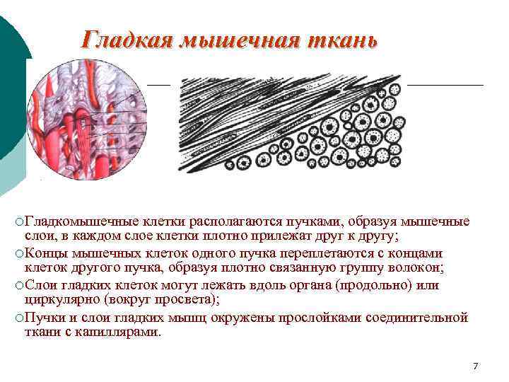 Какими свойствами обладают клетки мышечной ткани. Гладкая мышечная ткань образует. Гладкая мышечная ткань строение. Клетки гладкой мышечной ткани. Расположение клеток гладкой мышечной ткани.