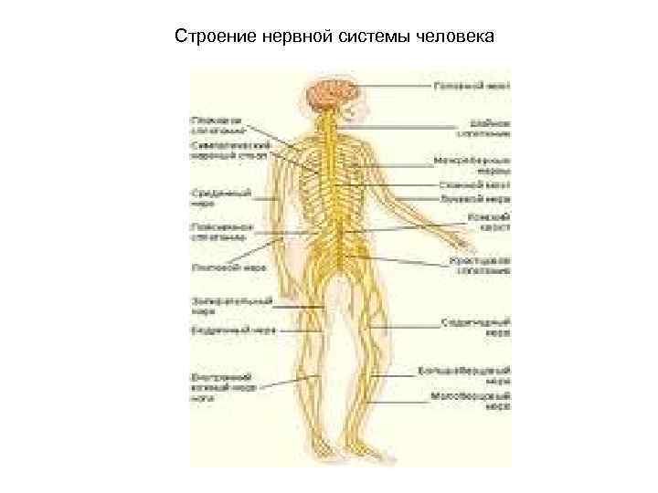 Строение нервной системы человека 