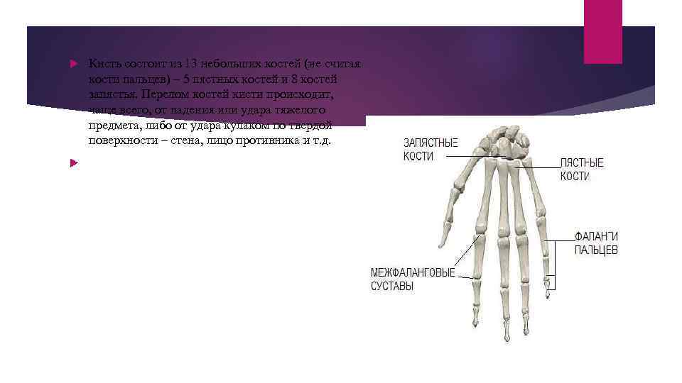  Кисть состоит из 13 небольших костей (не считая кости пальцев) – 5 пястных