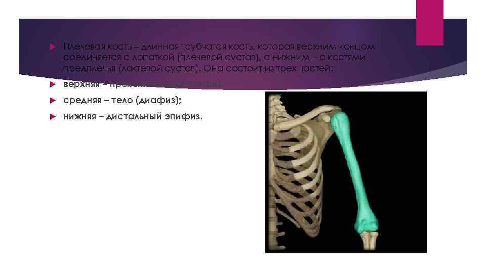 Верхняя плечевая кость. Длинная трубчатая кость плечевая. Верхний конец плечевой кости. Вкрхнийконец плечевой кости. Верхний и Нижний конец плечевой кости.