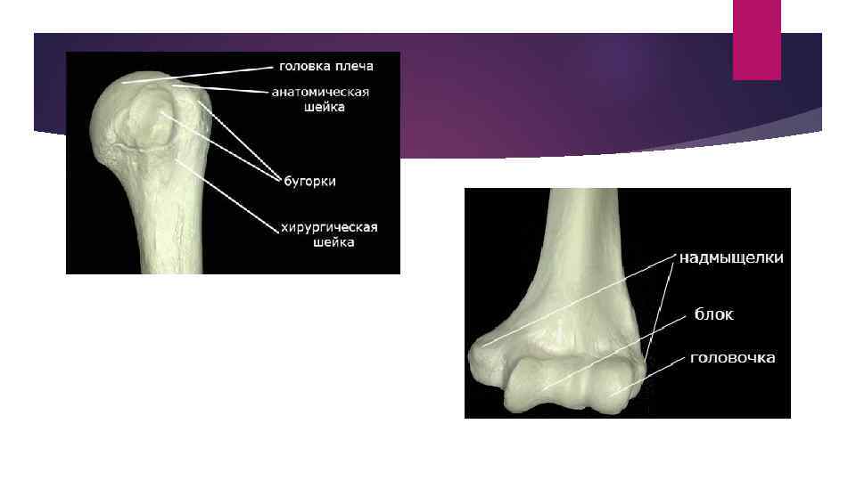 Головка плечевой кости. Хирургическая шейка головки плечевой кости. Анатомическая шейка и хирургическая шейка плеча.