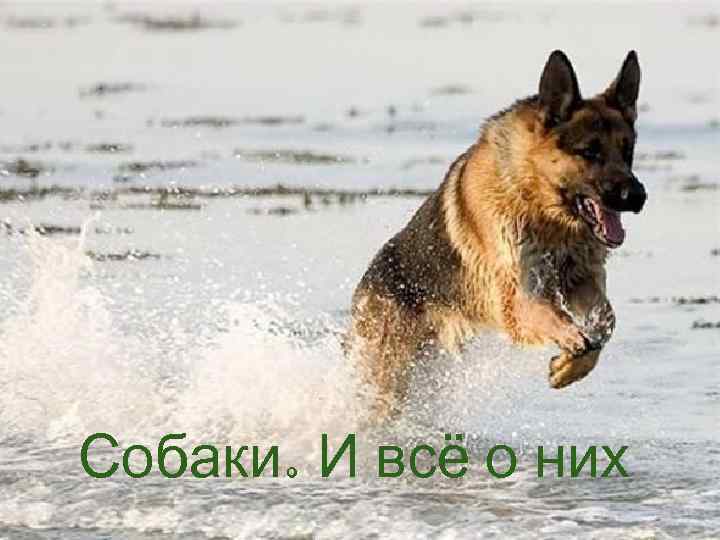 Собаки. И всё о них 