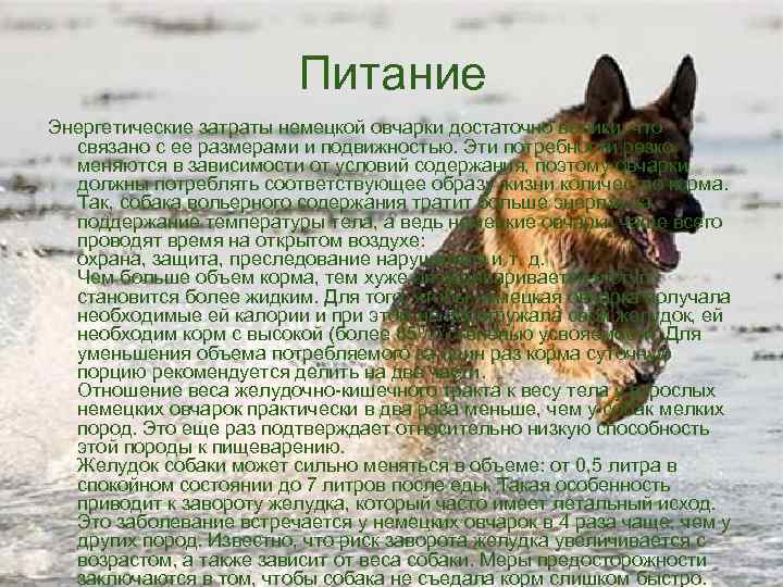 Питание Энергетические затраты немецкой овчарки достаточно велики, что связано с ее размерами и подвижностью.